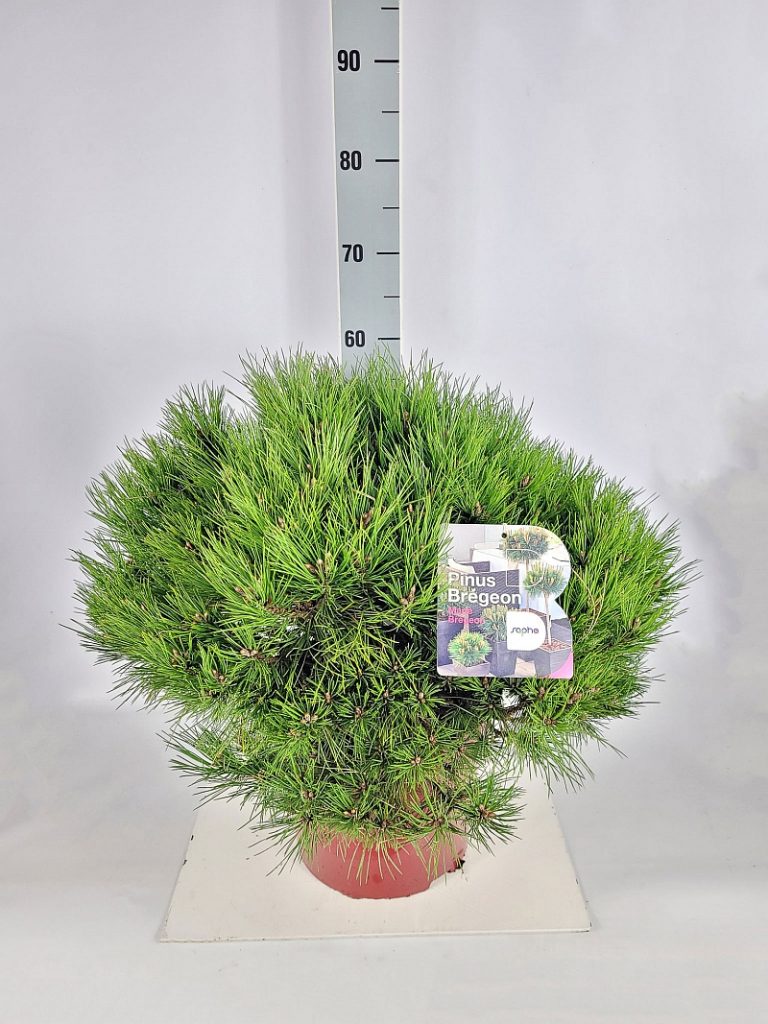 Pinus nigra 'Marie Bregeon'  -R- C 10 40- 50, 150 Stück lieferbar, Beladung 3x8, Highlight: grasgrüne Kiefernkugeln, top!