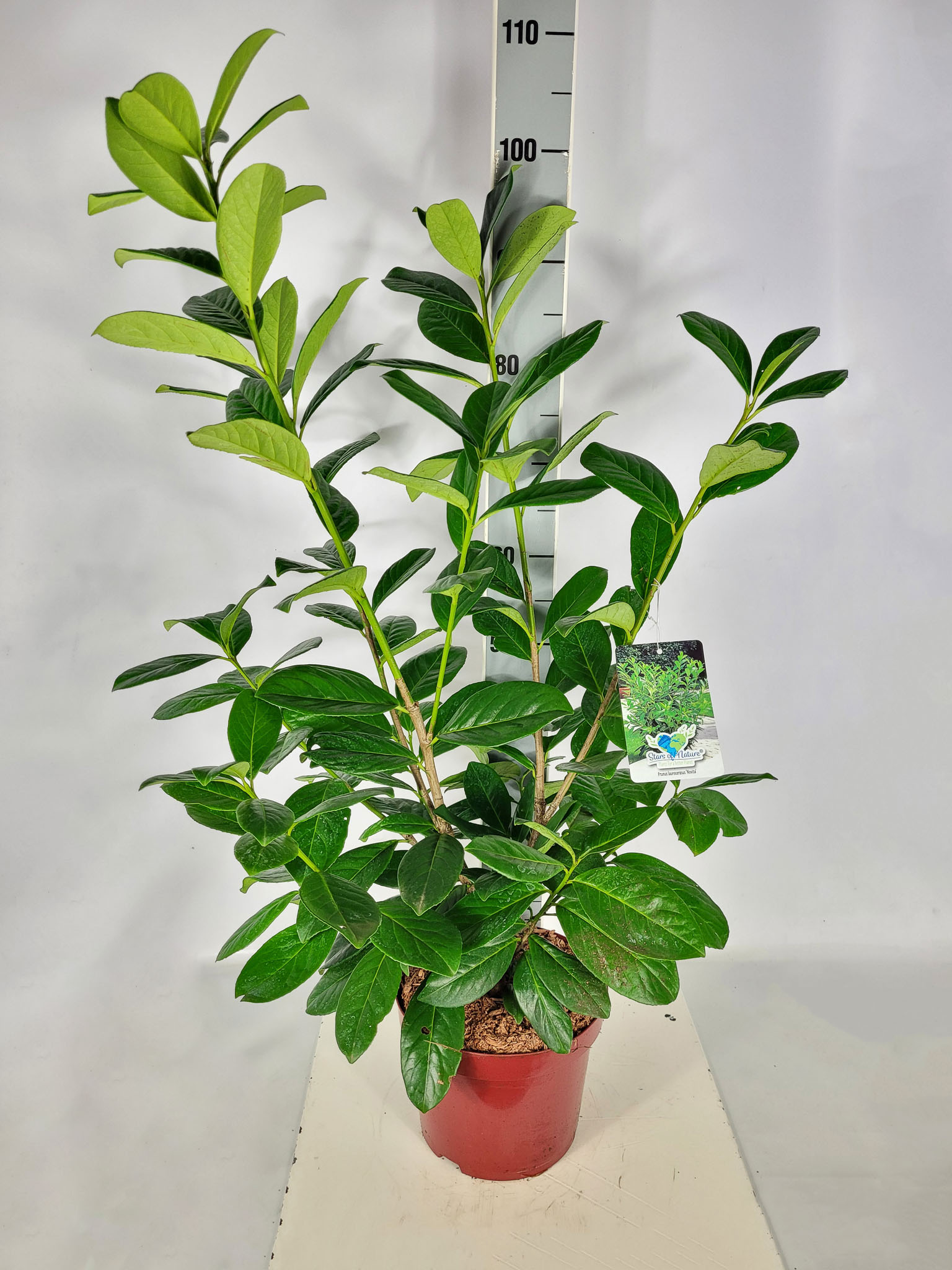 Prunus lauroc.'Novita' C 5 40- 60, 900 Stück lieferbar, Beladung 2x25, Highlight: schöne Heckenware!