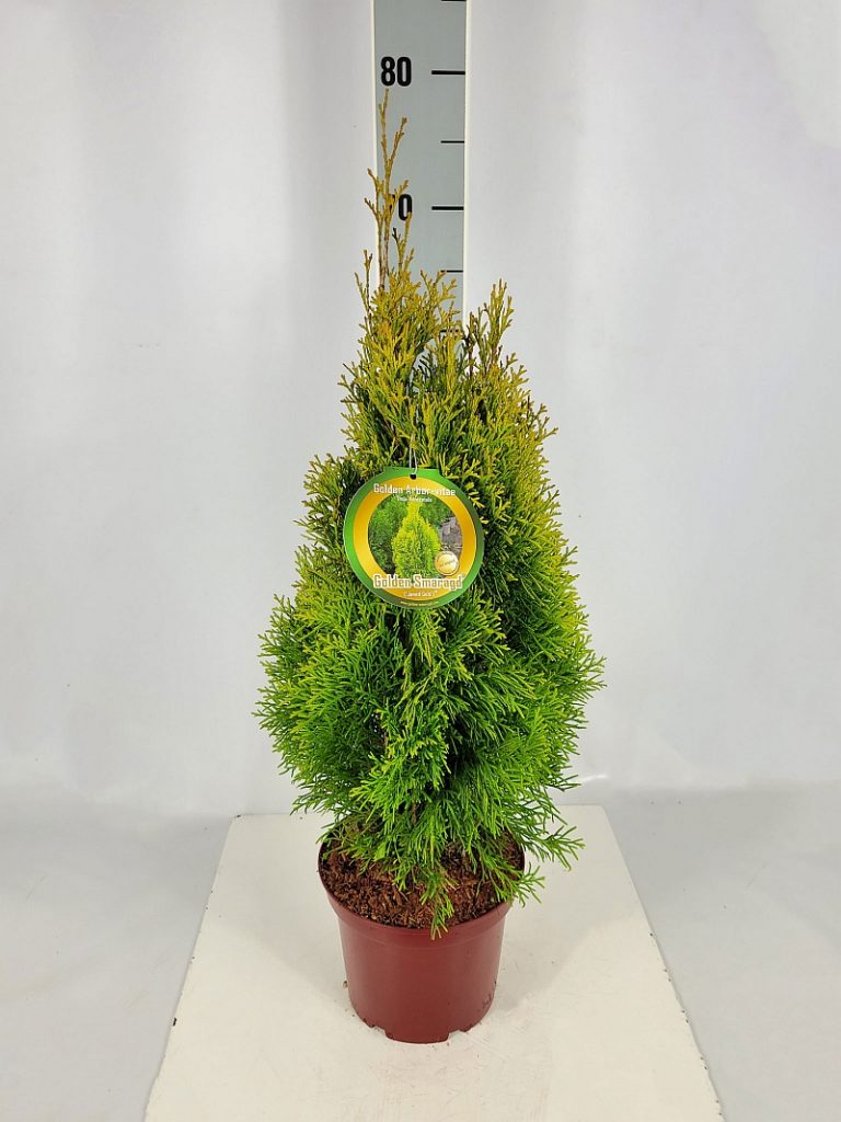 Thuja occidentalis 'Golden Smaragd'  -R- C 3 40- 60, 500+ Stück lieferbar, Beladung 3x21, Highlight: goldgelber Naturhinkelstein