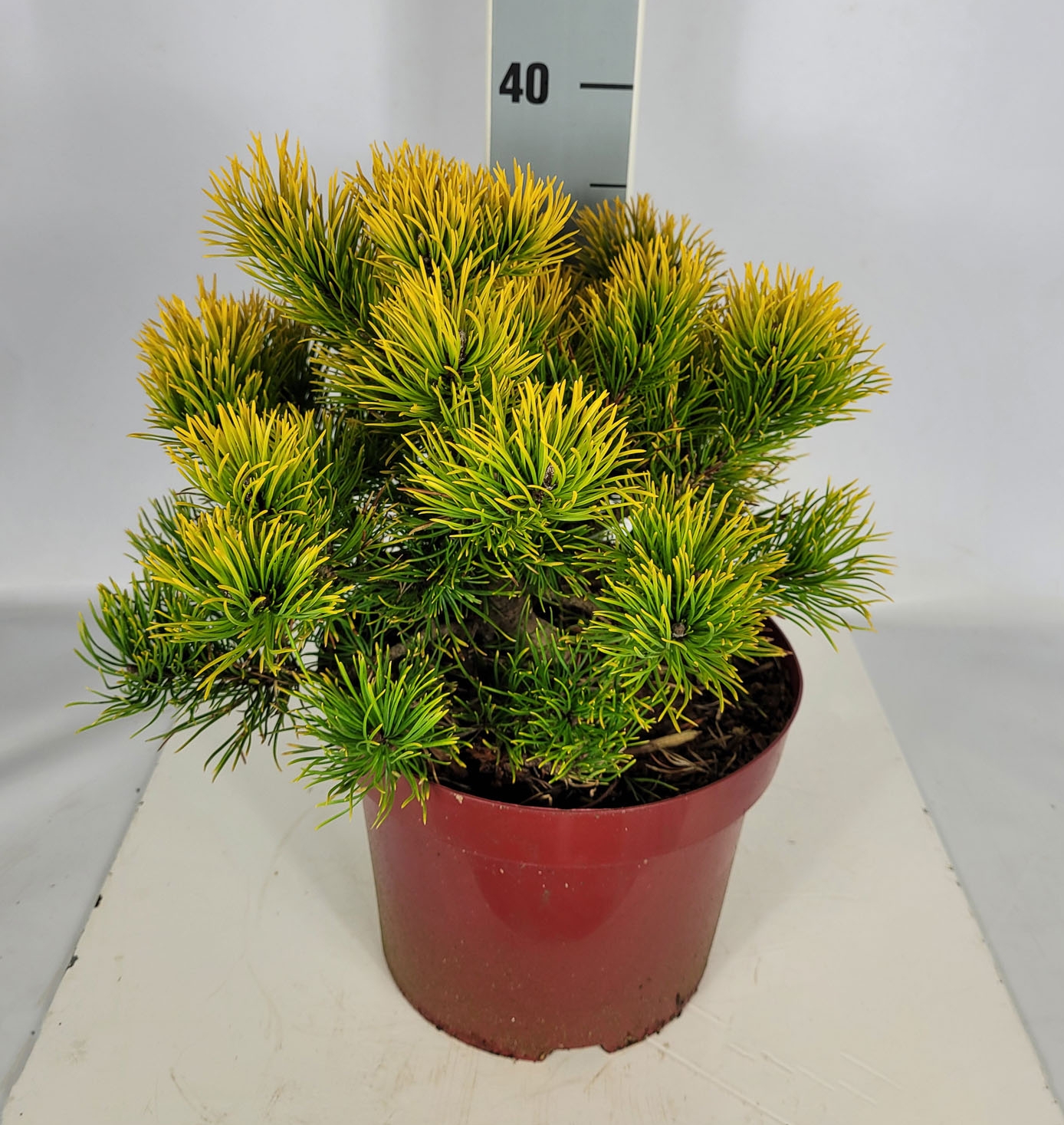 Pinus mugo 'Carsten's Wintergold' C 4 25- 30, 150 Stück lieferbar, Beladung 4x18, Highlight: goldgelbe Nadeln!