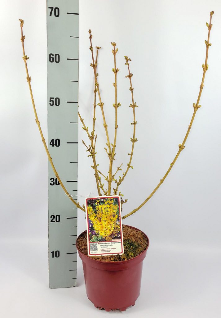 Forsythia intermedia 'Goldrausch' C 3 40- 60, 200 Stück lieferbar, Beladung 3x21, Highlight: mit Blütenknospen!