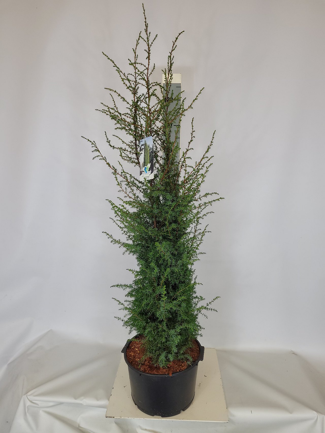 Juniperus com.'Excelsa' C 12 80-100, 400 Stück lieferbar, Beladung 2x8, Highlight: schöner aufrechter Wacholder
