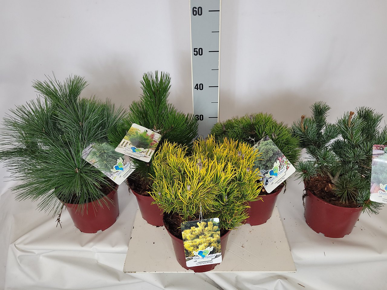 Pinus Mix - Mein Kieferngarten C 3 20- 25, 1000 Stück lieferbar, Beladung 4x21, Highlight: schöner Kiefernmix