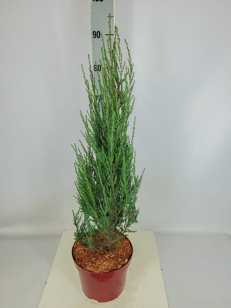 Juniperus scopulorum 'Blue Arrow' C 5 50- 60, 500 Stück lieferbar, Beladung 3x17, Highlight: messen 60cm+ - blaugraue Nadelsäulen bildend