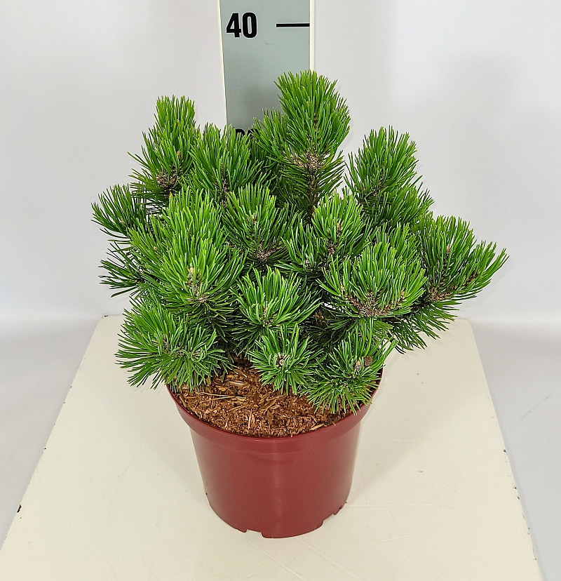 Pinus mugo 'Mops' C 3 20- 25, 1000 Stück lieferbar, Beladung 5x21, Highlight: knuffige Zwergkiefern