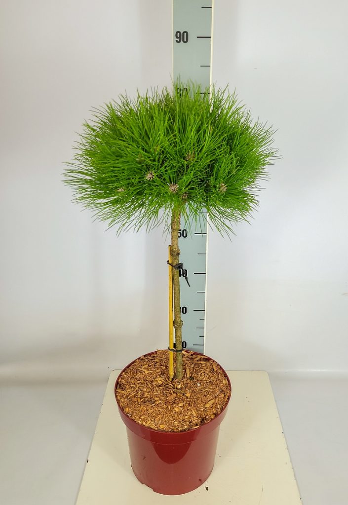 Pinus nigra 'Marie Bregeon'  -R- Sta C 7,5 Krone mehrj. Sth. 40-, 84 Stück lieferbar, Beladung 3x12, Highlight: starke Kiefernstämme