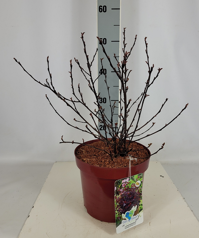 Physocarpus opulifolius 'All Black' (EU-S) C 5 30- 40, 200 Stück lieferbar, Beladung 3x17, Highlight: kompakte Sorte, jetzt schwarzrot austreibend