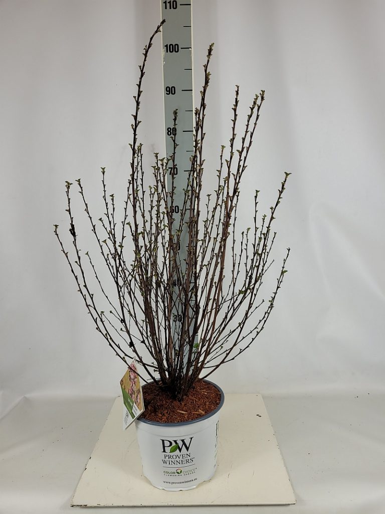 Physocarpus opu. 'Tiny Wine'  -R- PW C 5 40- 60, 450 Stück lieferbar, Beladung 2x17, Highlight: starke Ware, mit beginnendem weinrotem Austrieb