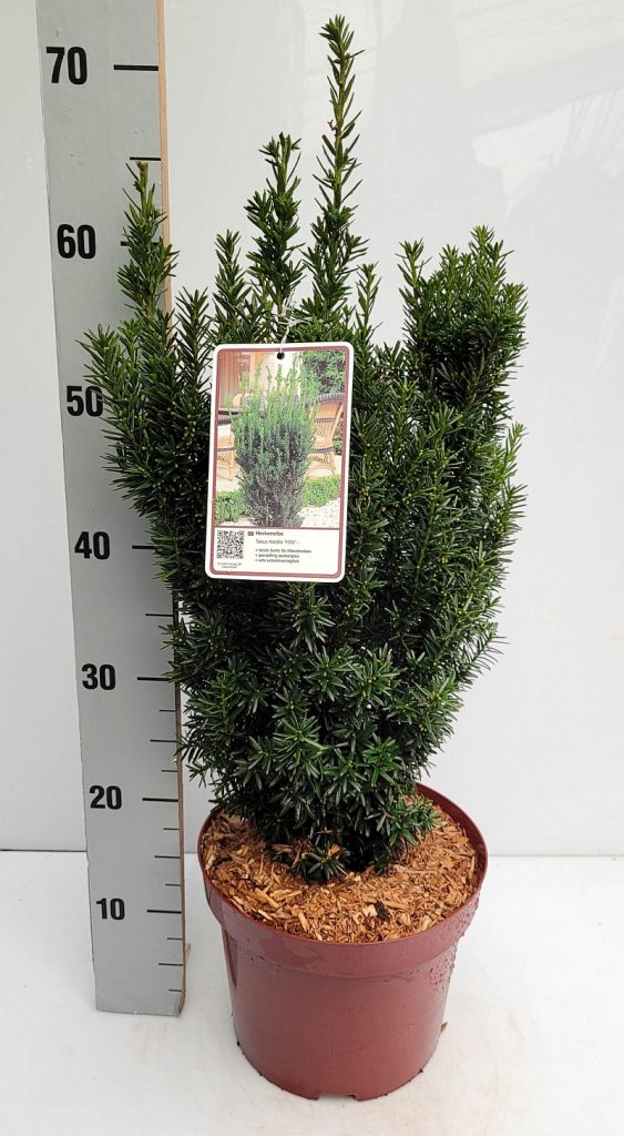 Taxus m. 'Hillii' (artificial propagated) C 5 40- 50, 500 Stück lieferbar, Beladung 3x17, Highlight: schöne dicke Ware!