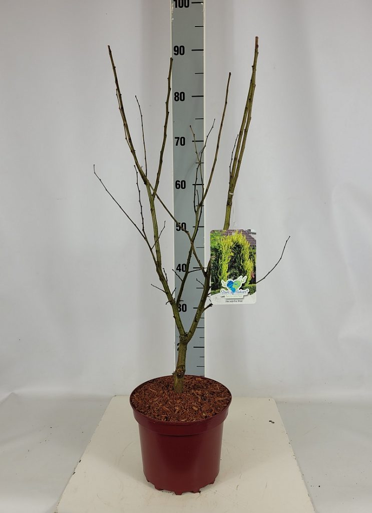 Ulmus carpinifolia 'Wredei' C 4 40- 60, 500 Stück lieferbar, Beladung 2x18, Highlight: Veredelte Goldulmen, bald goldgelb austreibend
