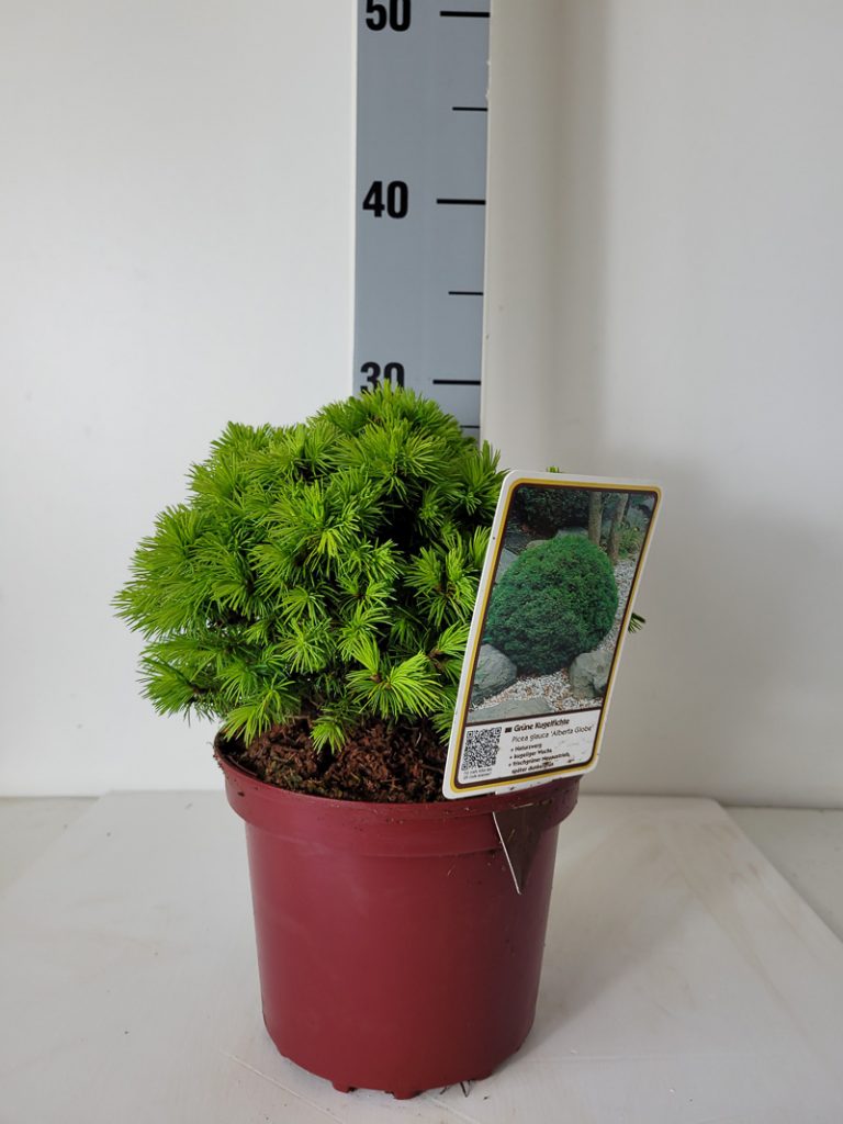 Picea glauca 'Alberta Globe' C 2 15- 20, 400 Stück lieferbar, Beladung 6x30, Highlight: Kugelfichte, mit frischgrünem Neuaustrieb