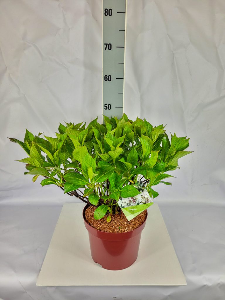 Hydrangea serrata 'Cloudi'  -R- C 5 30- 40, 70 Stück lieferbar, Beladung 4x17, Highlight: mit neuem Laub, buschige Pflanzen!