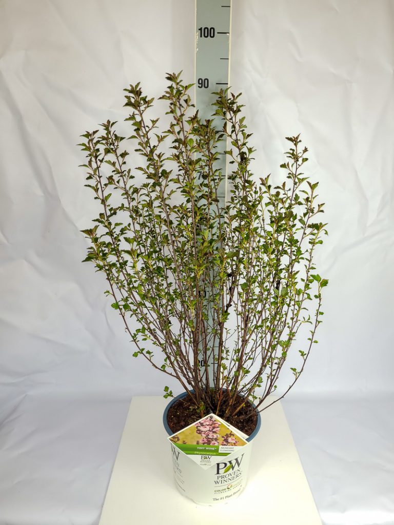 Physocarpus opu. 'Tiny Wine'  -R- PW C 5 40- 60, 400 Stück lieferbar, Beladung 2x17, Highlight: mit neuem Austrieb, kleine Blätter, weinrotes Laub