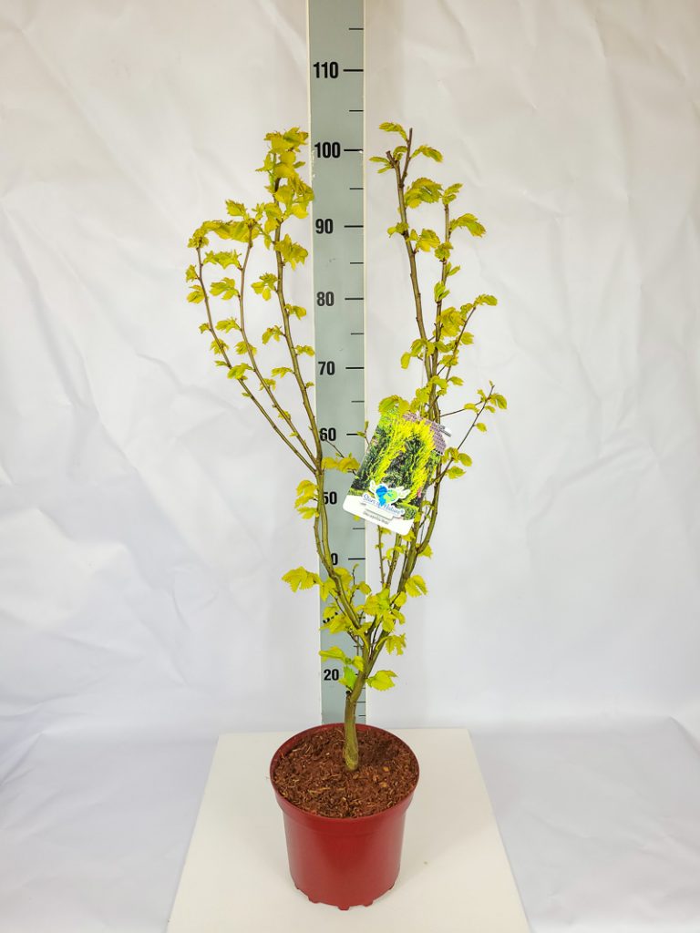 Ulmus carpinifolia 'Wredei' C 4 40- 60, 300 Stück lieferbar, Beladung 2x18, Highlight: mit neuem goldgelbem Laub!