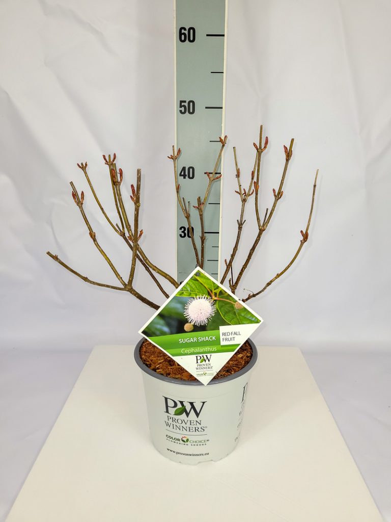Cephalanthus occ. 'Sugar Shack' -R- PW C 3 40- 60, 300 Stück lieferbar, Beladung 3x21, Highlight: beginnender Neutrieb, treibt mit rötlichen Blättern aus!
