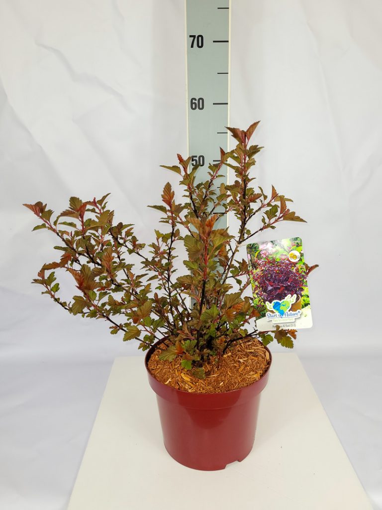 Physocarpus opulifolius 'All Black' (EU-S) C 5 30- 40, 100 Stück lieferbar, Beladung 3x17, Highlight: mit neuem Austrieb, rötliches Laub!