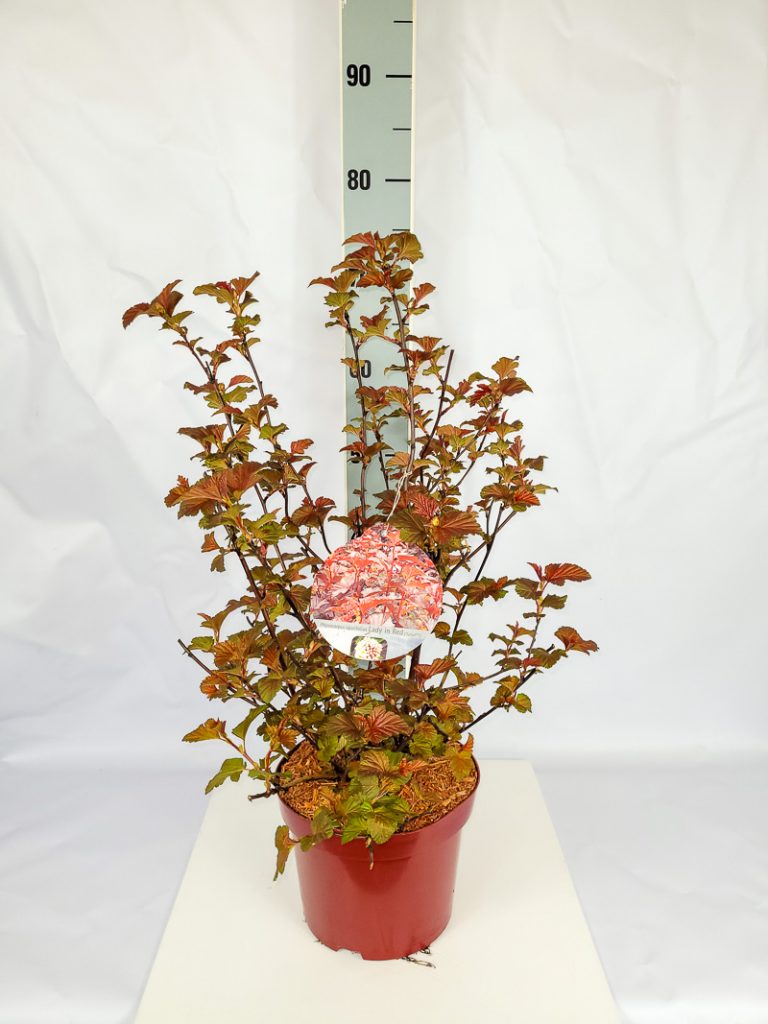 Physocarpus opulifolius 'Lady in Red'  -R- C 5 60- 80, 100 Stück lieferbar, Beladung 2x17, Highlight: mit neuem Austrieb, rötliches Laub!