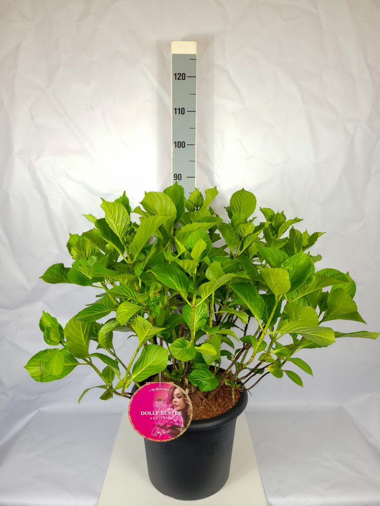 Hydrangea m. 'Dolly Buster'  -R- C 15 Plasticotta 60- 80, 80 Stück lieferbar, Beladung 2x6, Highlight: kräftige Pflanzen mit neuem Laub, Blütenknospen sind zu erkennen