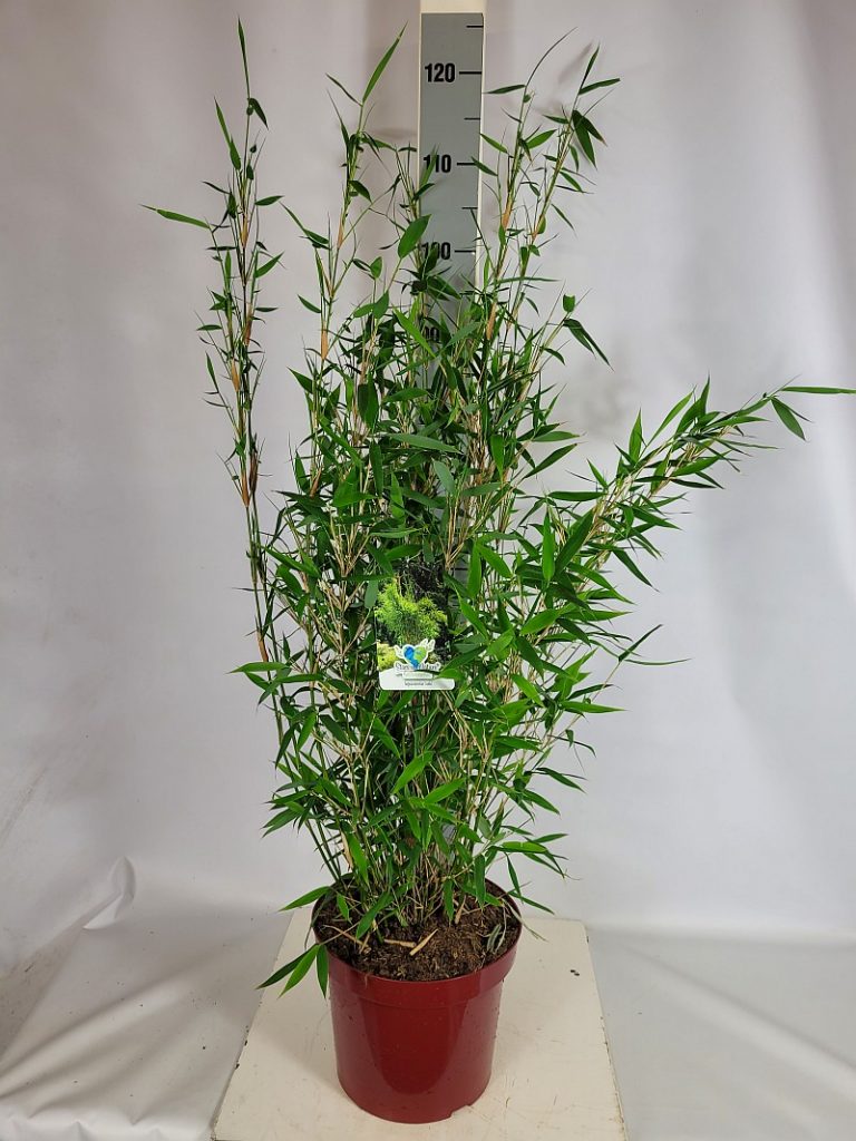 Fargesia murieliae 'Jumbo' C 7,5 60- 80, 10000 Stück lieferbar, Beladung 2x12, Highlight: Frischgrünes neues Laub, tolle buschige Pflanzen. Top-Seller im April-Mai!
