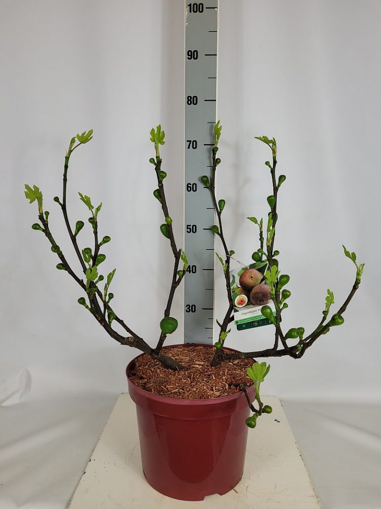 Ficus carica 'Firoma'  -R- C 10 60- 80, 100 Stück lieferbar, Beladung 2x10, Highlight: Selbstfruchtende Feige, sehr frosthart und tolles Laub, jetzt mit neuen Blättern und Fruchtansätzen.

