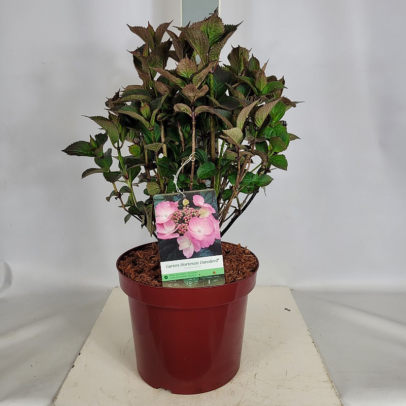 Hydrangea serrata 'Daredevil'  -S- C 7,5 50- 60, 20 Stück lieferbar, Beladung 2x12, Highlight: Neues Laub, Tellerhortensie mit tief dunkelrotem Laub. Im Frühsommer rosarote Tellerblüte.
