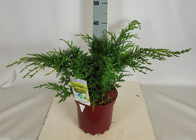Juniperus media 'Gold Star' C 3 25- 30, 175 Stück lieferbar, Beladung 5x21, Highlight: breiter Wacholder, grün mit goldgelben Nadelspitzen, federartige Benadlung
