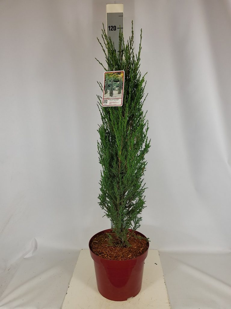 Juniperus scopulorum 'Blue Arrow' C 10 80-100, 225 Stück lieferbar, Beladung 2x10, Highlight: schöner Raketenwacholder, toll für trockene Standorte, pflegeleicht und bringt eine tolle säulige Stuktur in jede Gartenfläche
