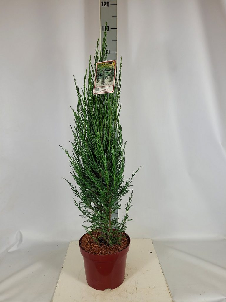 Juniperus scopulorum 'Blue Arrow' C 5 50- 60, 500 Stück lieferbar, Beladung 3x17, Highlight: schöner Raketenwacholder, toll für trockene Standorte, pflegeleicht und bringt eine tolle säulige Stuktur in jede Gartenfläche
