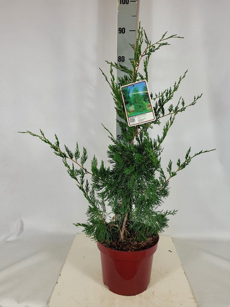 Juniperus virginiana 'Canaertii' C 5 50- 60, 100 Stück lieferbar, Beladung 2x17, Highlight: Grüner aufrechter Wacholder, toll für trockene Standorte.
