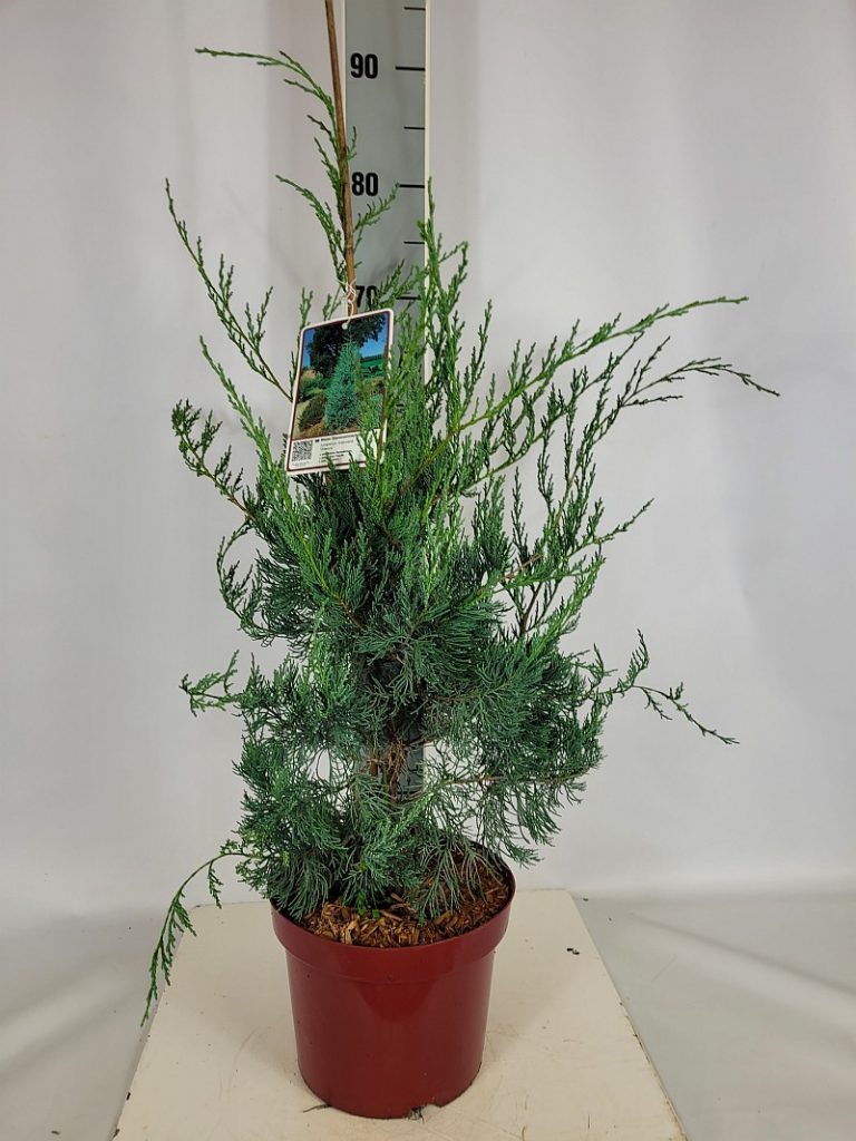 Juniperus virginiana 'Glauca' C 5 50- 60, 50 Stück lieferbar, Beladung 2x17, Highlight: Silberblauer aufrechter Wacholder, toll für trockene Standorte.

