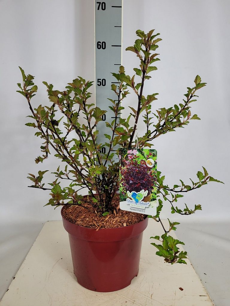 Physocarpus opulifolius 'All Black' (EU-S) C 5 30- 40, 150 Stück lieferbar, Beladung 3x17, Highlight: jetzt mit neuem Austrieb, kompakte Sorte mit schwarzrotem Laub, eine der besten Fasanenspiere im Sortiment!
