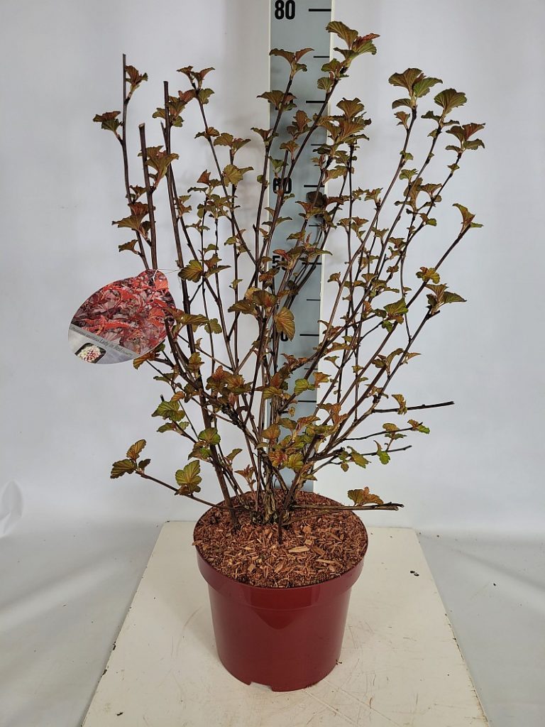 Physocarpus opulifolius 'Lady in Red'  -R- C 5 60- 80, 225 Stück lieferbar, Beladung 2x17, Highlight: jetzt mit neuem Austrieb, buschige Ware, bildet einen tollen roten, kompakten Strauch aus (Höhe bis ca. 2m)
