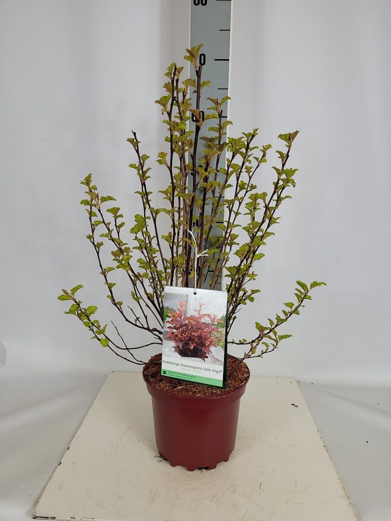 Physocarpus opulifolius 'Little Angel' C 3 30- 40, 50 Stück lieferbar, Beladung 3x21, Highlight: jetzt mit neuem Austrieb, Zwergsorte. Das Laub ist im Sommer dunkelrot, der neue Austrieb leuchtend lippenstift-kirschrot
