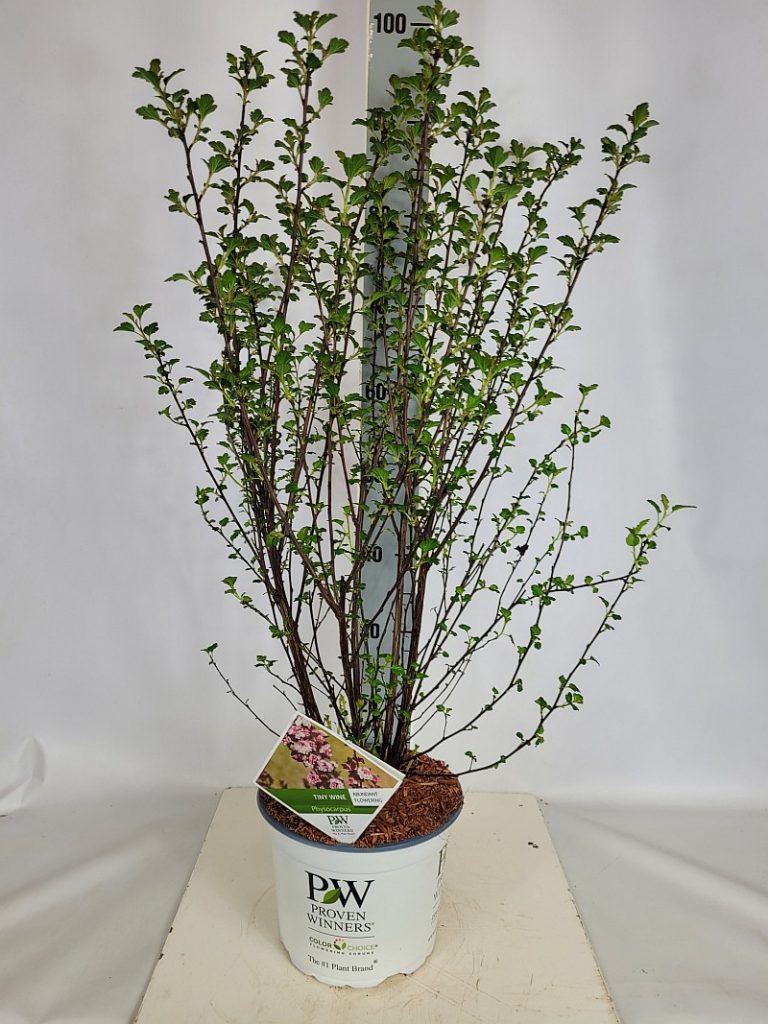 Physocarpus opu. 'Tiny Wine'  -R- PW C 5 40- 60, 450 Stück lieferbar, Beladung 2x17, Highlight: Jetzt neues Laub - dichtbuschige Pflanzen, später weinrotes Laub, im Sommer weiße insektenfreundliche Blüte
