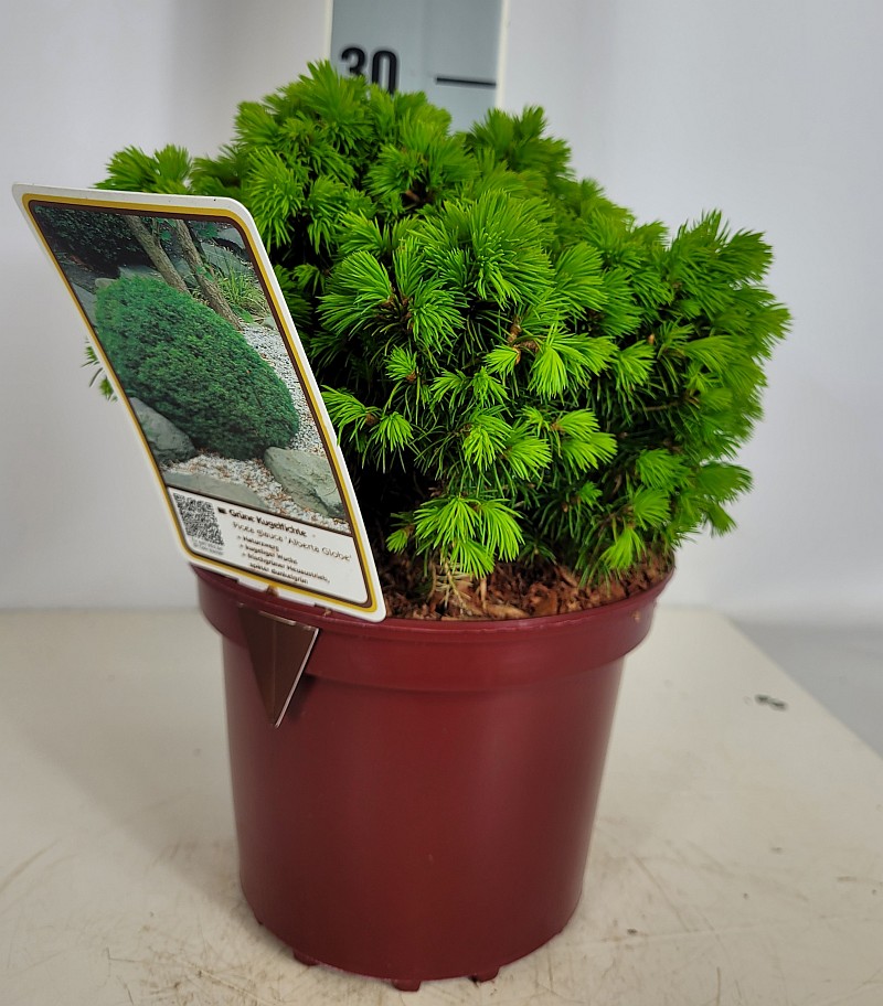 Picea glauca 'Alberta Globe' C 2 15- 20, 900 Stück lieferbar, Beladung 6x30, Highlight: kugelige Zwergfichte, jetzt mit hellgrünem Neutrieb!
