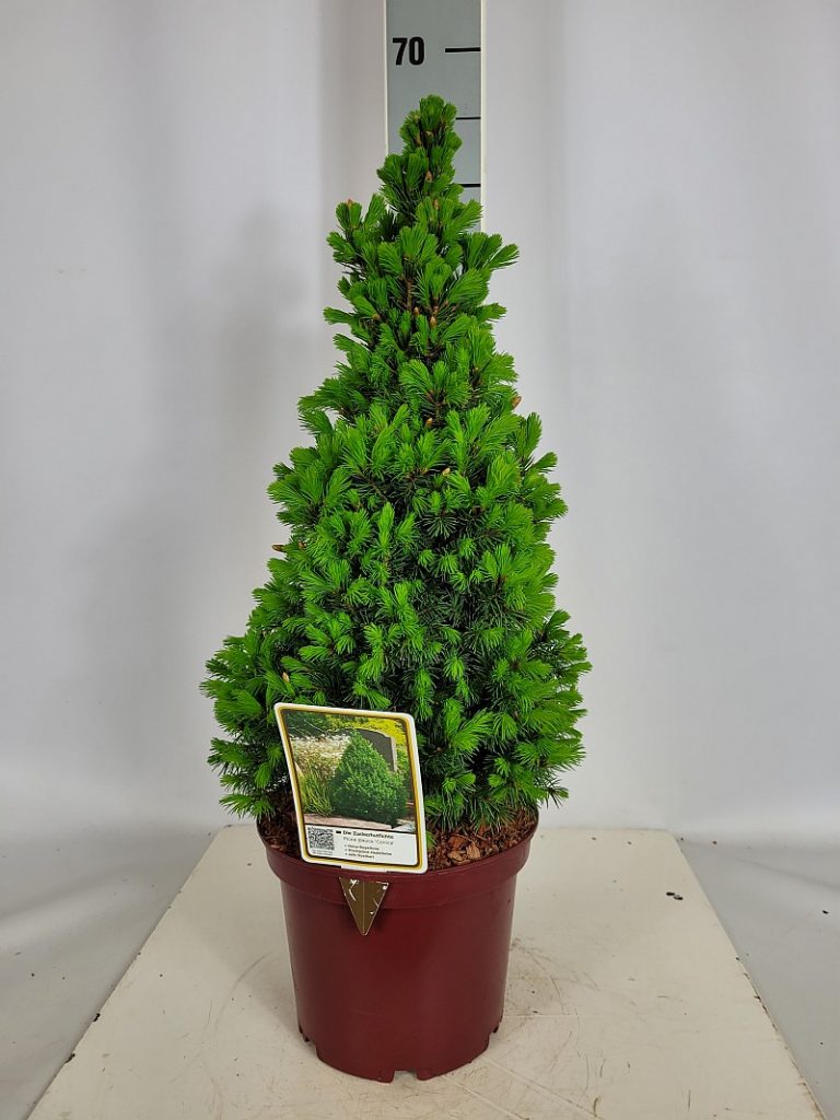 Picea glauca 'Conica' C 3 30- 40, 400 Stück lieferbar, Beladung 3x21, Highlight: 1A kegelige Pflanzen, jetzt mit frischgrünem Neuaustrieb (die Blüte der Zuckerhutfichte, Top-Seller zu dieser Zeit)
