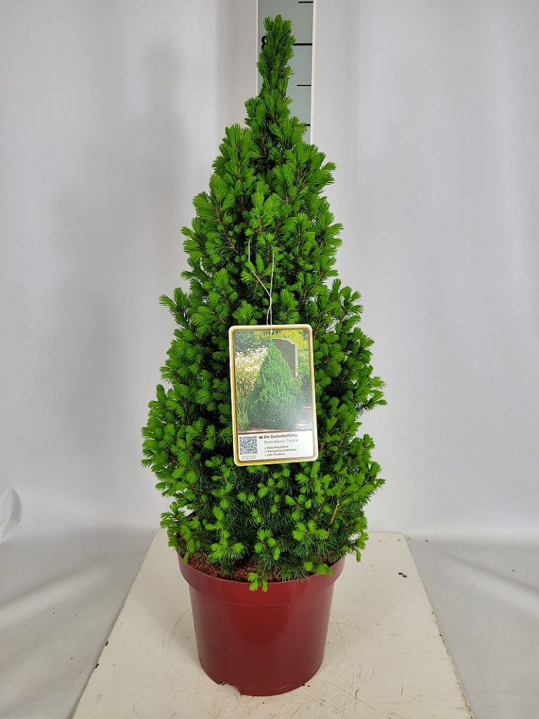 Picea glauca 'Conica' C 5 40- 50, 300 Stück lieferbar, Beladung 3x17, Highlight: 1A kegelige Pflanzen, jetzt mit frischgrünem Neuaustrieb (die Blüte der Zuckerhutfichte, Top-Seller zu dieser Zeit)

