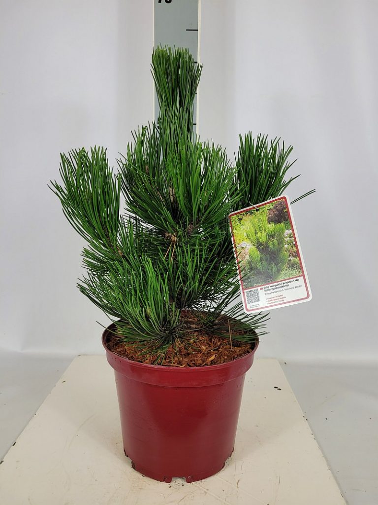 Pinus heldreichii 'Helmers Japan' C 5 30- 40, 100 Stück lieferbar, Beladung 3x17, Highlight: Kompakte Fom der Schlangenhautkiefer, aufrechter, etwas unregelmäßiger, bonsaiartiger Wuchs. Tief dunkelgrüne Nadeln, neue Kerzen
