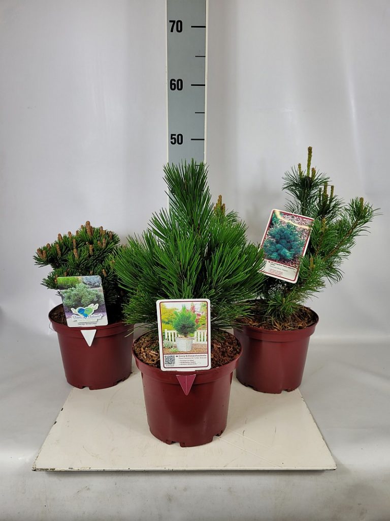Pinus Mix - Mein Kieferngarten C 3 20- 25, 500 Stück lieferbar, Beladung 4x21, Highlight: Bunter Kiefernmix in verschiedenen Wuchsformen und Nadelfarben, jetzt mit neuen Kerzen, top!
