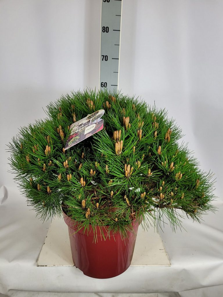 Pinus nigra 'Marie Bregeon'  -R- C 10 40- 50, 75 Stück lieferbar, Beladung 3x8, Highlight: Tolle kugelige Zwergkiefer mit grasgrünen Nadeln, jetzt neue Kerzen. Top-Sorte!
