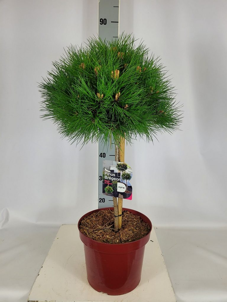 Pinus nigra 'Marie Bregeon'  -R- Sta C 7,5 Krone mehrj. Sth. 40-, 80 Stück lieferbar, Beladung 3x12, Highlight: starke Kiefernstämme, jetzt mit neuen Kerzen
