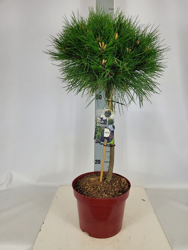 Pinus nigra 'Pierrick Bregeon' Brepo (R) Sta C 5 Krone mehrj. Sth. 40-, 90 Stück lieferbar, Beladung 3x17, Highlight: starke Kiefernstämme, jetzt mit neuen Kerzen
