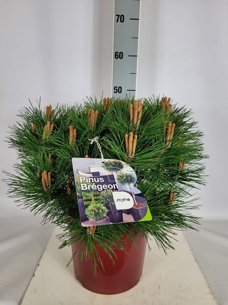 Pinus nigra 'Pierrick Bregeon' Brepo (R) C 7,5 30- 40, 300 Stück lieferbar, Beladung 3x10, Highlight: Tief dunkelgrüne Buschkiefer mit kompaktrundem Wuchs, jetzt mit neuen Kerzen. Top-Sorte!
