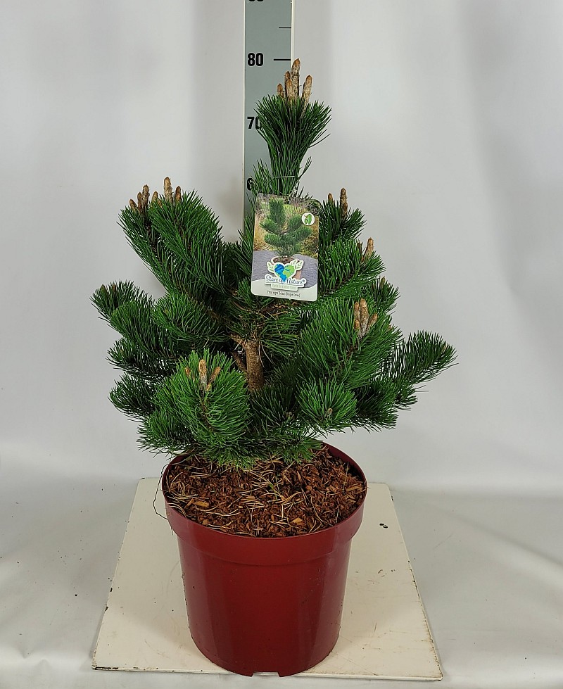 Pinus nigra 'Select' (='Oregon Green') C 10 50- 60, 25 Stück lieferbar, Beladung 2x10, Highlight: Wunderschöne aufrecht wachsende Schwarzkiefer mit bürstenartig benadelten Zweigen, bildet von Natur aus einen Baumcharakter aus. Superklasse Optik!
