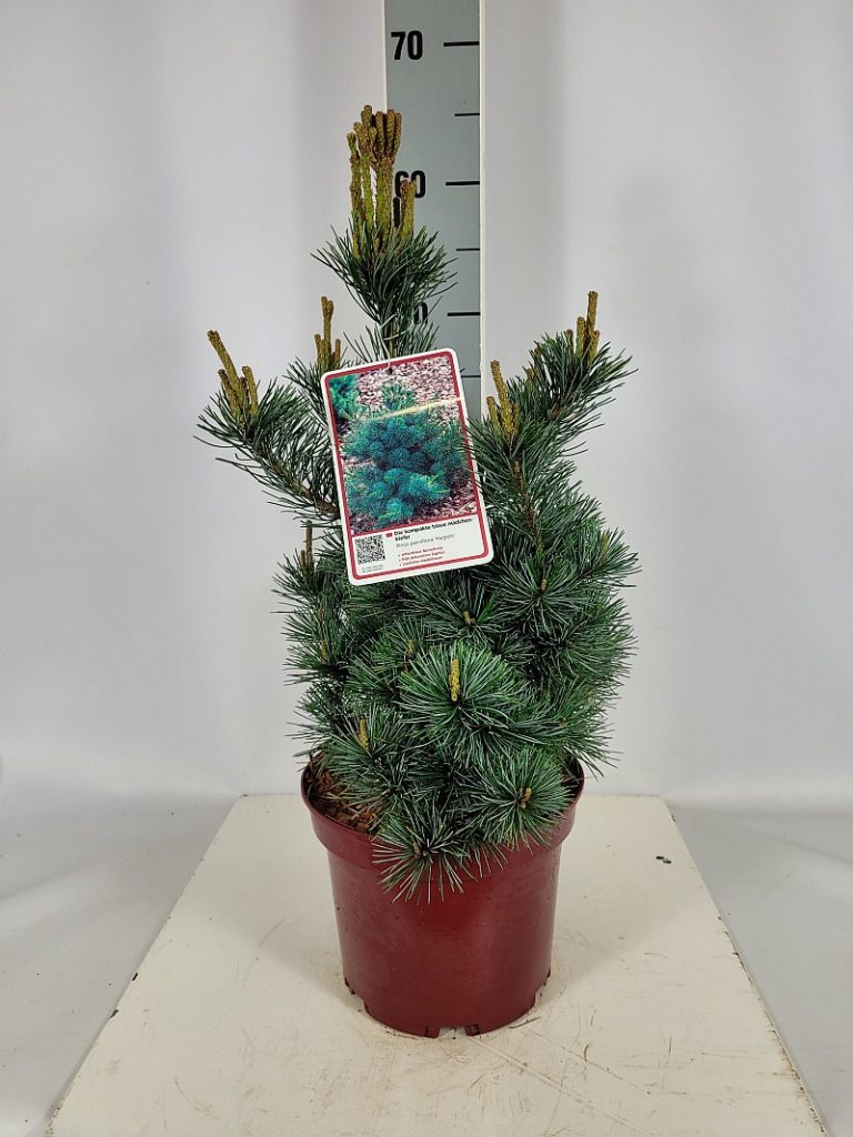 Pinus parviflora 'Negishi' C 4 30- 40, 50 Stück lieferbar, Beladung 3x18, Highlight: Wunderschöne blaue Mädchenkiefer, interessante silbergrünblaue Benadlung, etwas gedreht, jetzt mit neuen Kerzen.
