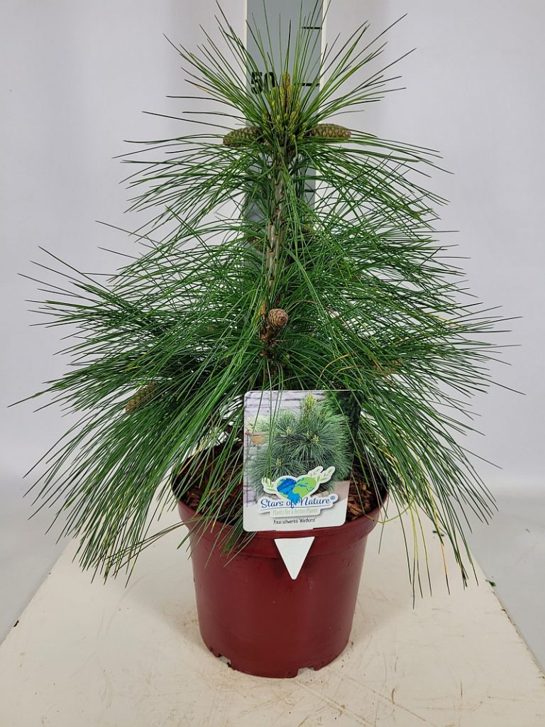 Pinus schwerinii 'Wiethorst' C 3 20- 30, 75 Stück lieferbar, Beladung 4x21, Highlight: Zwergform der Schwerin-Kiefer, ganz lange, sehr dekorative Nadeln. Sehr früh schon als ganz kleine Pflanze dekorative Kiefernzapfen ansetzend!
