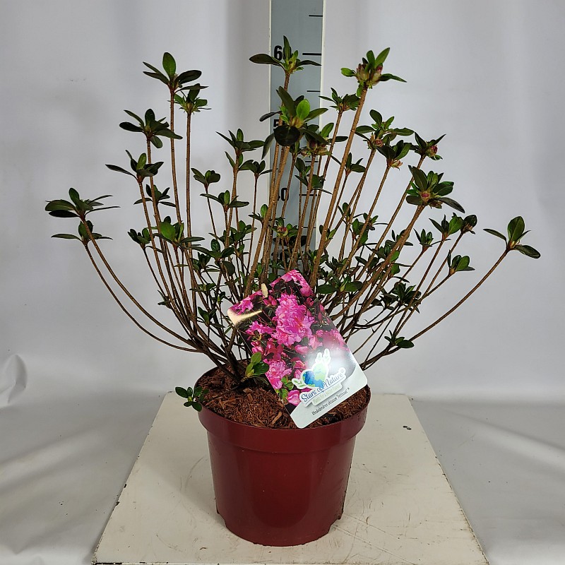 Rhododendron obt.'Petticoat'  -R- C 5 30- 40, 100 Stück lieferbar, Beladung 3x17, Highlight: Gefüllt pink blühende japanische Azalee (Lizenzsorte), knospig, bald farbezeigend

