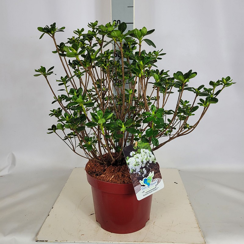 Rhododendron obt.'Schneeperle'  -R- C 5 30- 40, 100 Stück lieferbar, Beladung 3x17, Highlight: Gefüllt weiß blühende japanische Azalee (Lizenzsorte), knospig, bald farbezeigend
