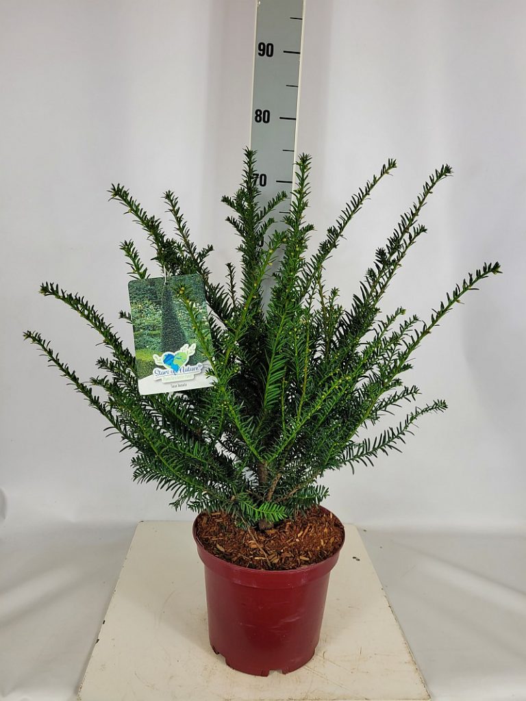 Taxus baccata C 5 40- 50, 200 Stück lieferbar, Beladung 3x17, Highlight: Heimische europäische Eibe, tolle buschige Pflanzen z.B. für immergrüne Eibenhecken
