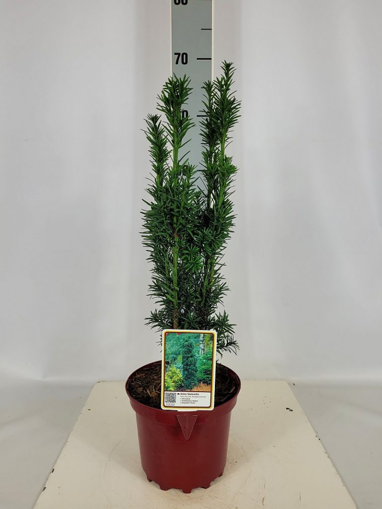 Taxus baccata 'Fastigiata Robusta' C 3 30- 40, 500 Stück lieferbar, Beladung 3x21, Highlight: Tief dunkelgrüne Säuleneibe - ideal aus säulige Einzelpflanze
